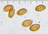 Cortinarius flavobasilis image