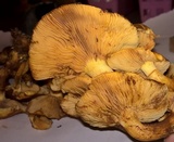 Gymnopilus luteus image