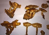 Gymnopilus luteus image