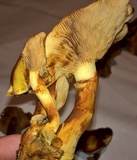 Gymnopilus luteus image