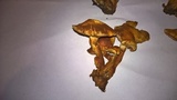 Gymnopilus luteus image
