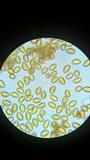 Gymnopilus luteus image