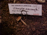 Inocybe cincinnata image