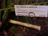 Inocybe curvipes image