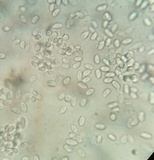Xeromphalina kauffmanii image
