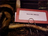 Inocybe rimosa image