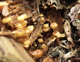 Xeromphalina kauffmanii image
