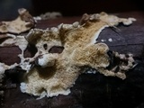Steccherinum ochraceum image