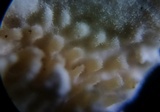 Steccherinum ochraceum image