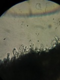 Steccherinum ochraceum image