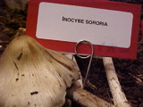 Inocybe sororia image