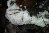 Ceratiomyxa fruticulosa var. fruticulosa image