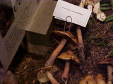 Phaeocollybia ammiratii image