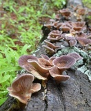 Panus neostrigosus image