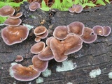 Lentinus strigosus image
