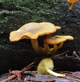Tricholomopsis decora image