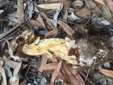 Battarrea phalloides image