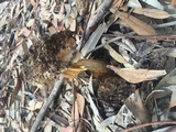 Battarrea phalloides image