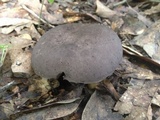 Tylopilus alboater image