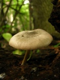 Pluteus americanus image