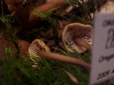 Phaeocollybia attenuata image