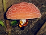 Rhodotus palmatus image