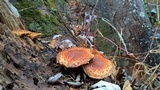 Pholiota squarrosa image
