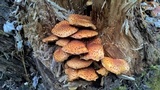 Pholiota squarrosa image