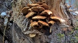 Pholiota squarrosa image