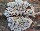Physcia biziana image