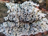 Physcia biziana image