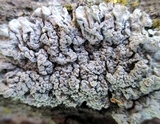 Physcia biziana image