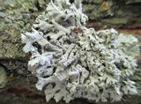 Physcia biziana image