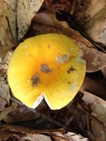 Russula flavida image