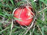 Russula pulchra image