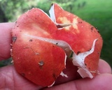 Russula pulchra image