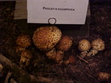 Pholiota squarrosa image