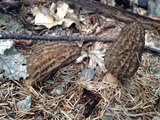Morchella importuna image