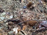 Morchella importuna image