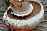 Agaricus bitorquis image