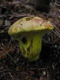 Pulveroboletus ravenelii image