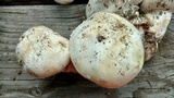 Agaricus bitorquis image