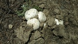 Agaricus bitorquis image
