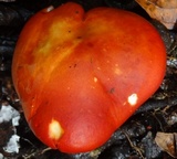 Leucopaxillus gracillimus image