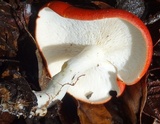 Leucopaxillus gracillimus image