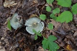 Russula parvovirescens image