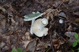 Russula parvovirescens image