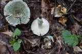 Russula parvovirescens image