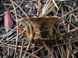 Coltricia perennis image