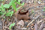 Peziza phyllogena image